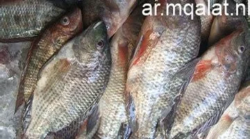 تحديثات الأسعار بالكيلو.. قائمة أسعار البلطي والأسماك في أسواق كفر الشيخ اليوم